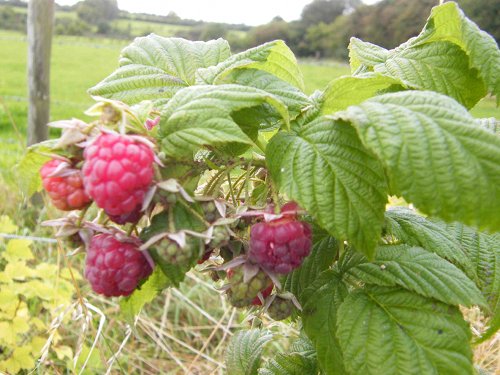 Castlefarm - Raspberries